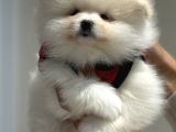 Show Kalite Kore Mini Pomeranian Boo Yavrularımız