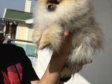 Show Kalite Kore Mini Pomeranian Boo Yavrularımız