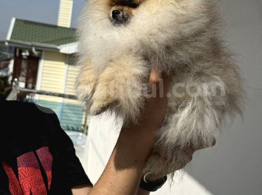 Show Kalite Kore Mini Pomeranian Boo Yavrularımız görsel