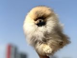 Show Kalite Kore Mini Pomeranian Boo Yavrularımız