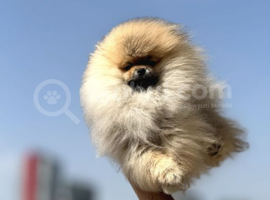 Show Kalite Kore Mini Pomeranian Boo Yavrularımız