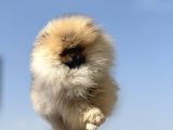 Show Kalite Kore Mini Pomeranian Boo Yavrularımız