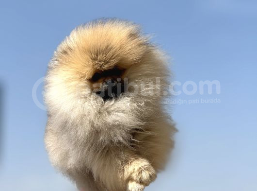 Show Kalite Kore Mini Pomeranian Boo Yavrularımız görsel