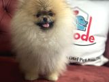 Show Kalite Kore Mini Pomeranian Boo Yavrularımız