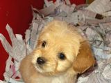 Maltipoo Dişi 3 Aylık