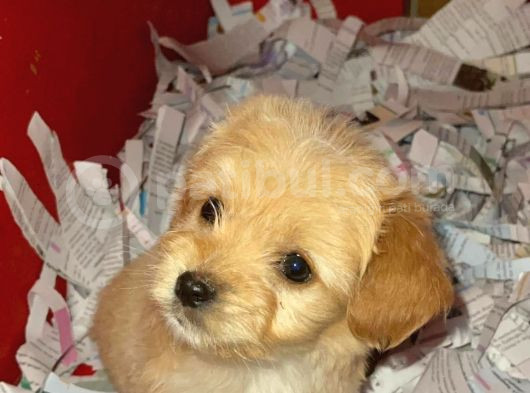 Maltipoo Dişi 3 Aylık görsel