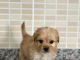 Maltipoo Dişi 3 Aylık