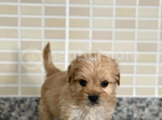 Maltipoo Dişi 3 Aylık görsel
