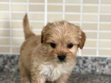 Maltipoo Dişi 3 Aylık