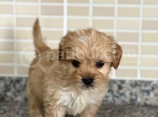 Maltipoo Dişi 3 Aylık görsel
