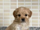 Maltipoo Dişi 3 Aylık