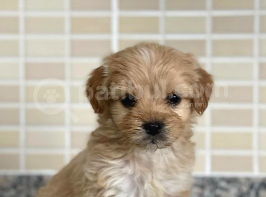 Maltipoo Dişi 3 Aylık görsel