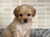 Maltipoo Dişi 3 Aylık