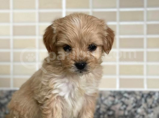Maltipoo Dişi 3 Aylık