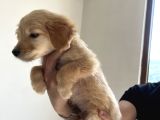Golden Retriever 3 Aylık Erkek Yavru