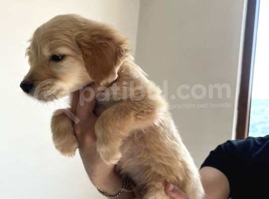 Golden Retriever 3 Aylık Erkek Yavru görsel