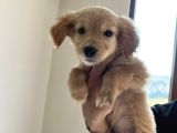 Golden Retriever 3 aylık erkek yavru