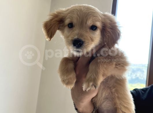 Golden Retriever 3 Aylık Erkek Yavru
