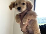 Golden Retriever 3 Aylık Erkek Yavru