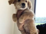 Golden Retriever 3 Aylık Erkek Yavru