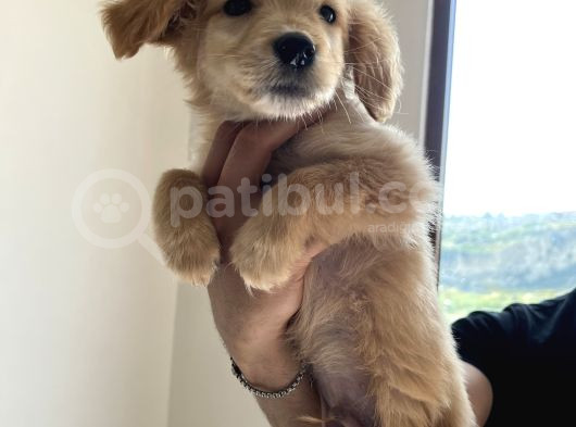 Golden Retriever 3 Aylık Erkek Yavru görsel