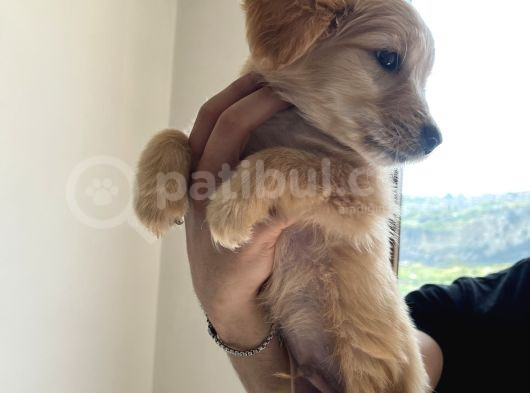 Golden Retriever 3 Aylık Erkek Yavru görsel