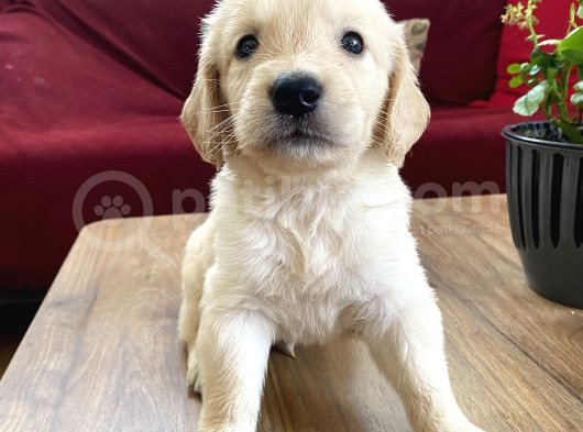 Ev Doğumlu Orjinal Babyface Golden Retriever Yavrular görsel