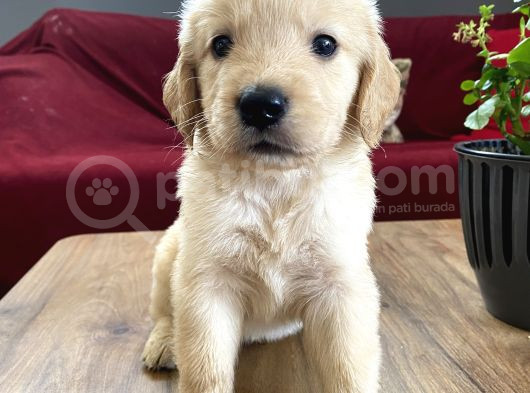 Ev Doğumlu Orjinal Babyface Golden Retriever Yavrular görsel