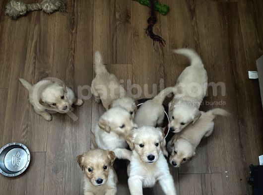 Ev Doğumlu Orjinal Babyface Golden Retriever Yavrular görsel