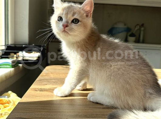 3 Aylık Erkek British Shorthair