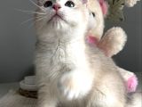 3 Aylık Erkek British Shorthair