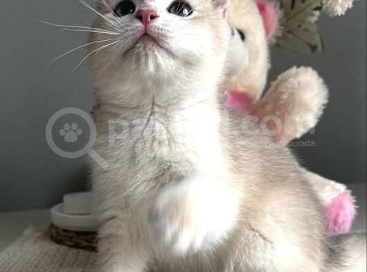 3 Aylık Erkek British Shorthair görsel