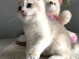 3 Aylık Erkek British Shorthair