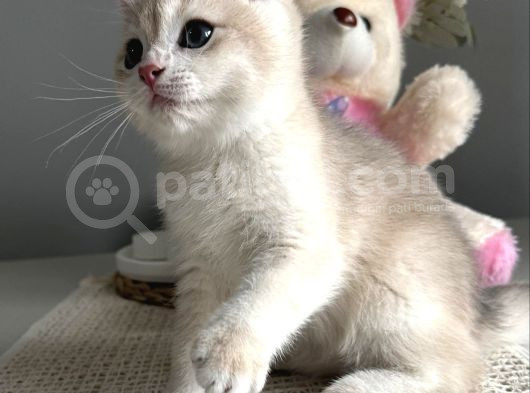 3 Aylık Erkek British Shorthair görsel