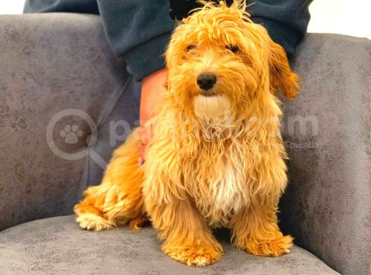 Dünyalar Güzeli̇ Erkek Malti̇po Yavrumuz Yeni̇ Yuvasini Ariyor görsel