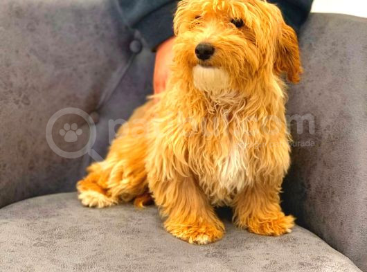Dünyalar Güzeli̇ Erkek Malti̇po Yavrumuz Yeni̇ Yuvasini Ariyor görsel