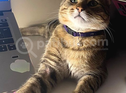 Oyuncu Romaya Yeni Yuva Arıyoruz görsel