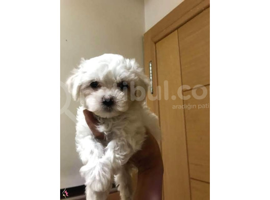 Teacup Maltese Terrier Bebekler görsel