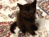 Bristish Shorthair