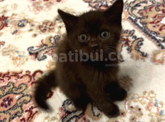 Bristish Shorthair