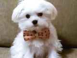 Maltesse terrier kar beyaz renkli yavrular 