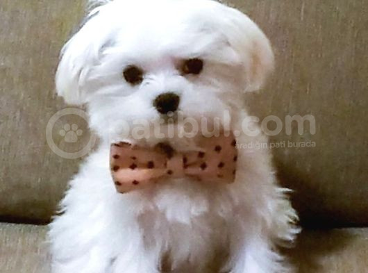 Maltesse terrier kar beyaz renkli yavrular 