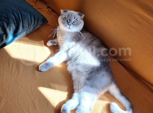 1 Yaşında Kısır Erkek Ücretsiz Sahiplendirme