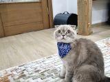 1 Yaşında Kısır Erkek Ücretsiz Sahiplendirme