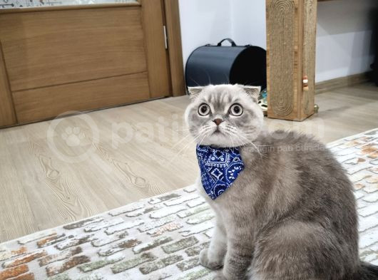 1 Yaşında Kısır Erkek Ücretsiz Sahiplendirme görsel