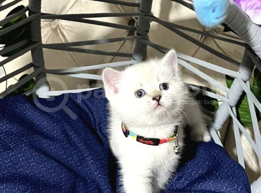 Mavi Gözlü Bebişlerimiz görsel