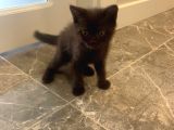 Bristish Shorthair