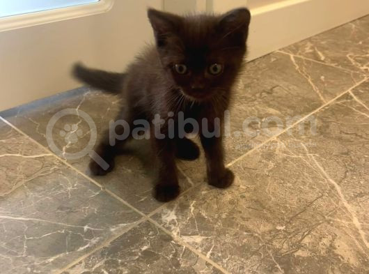 Bristish Shorthair görsel