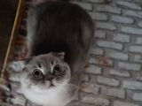 1 Yaşında Kısır Erkek Ücretsiz Sahiplendirme