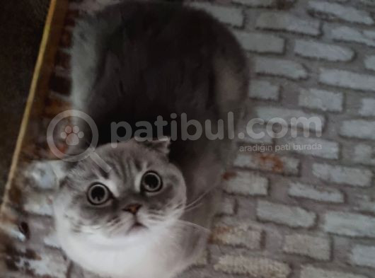 1 Yaşında Kısır Erkek Ücretsiz Sahiplendirme görsel